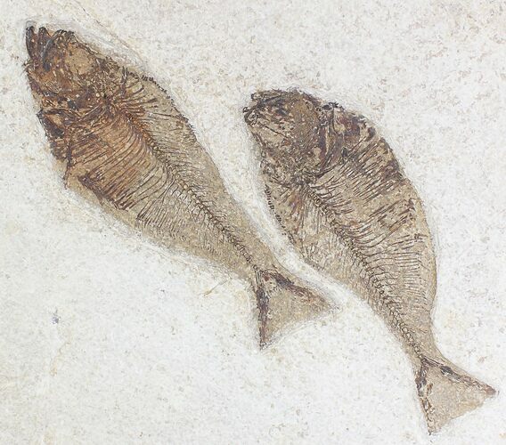 Gorgeous Diplomystus Fossil Fish Plate - x #20818